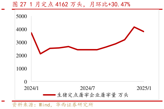 各位网友请教一下1 月定点 4162 万头,月环比30.47%?