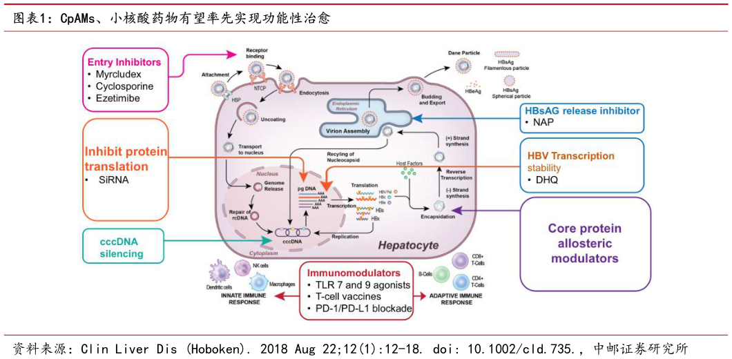 怎样理解CpAMs、小核酸药物有望率先实现功能性治愈
