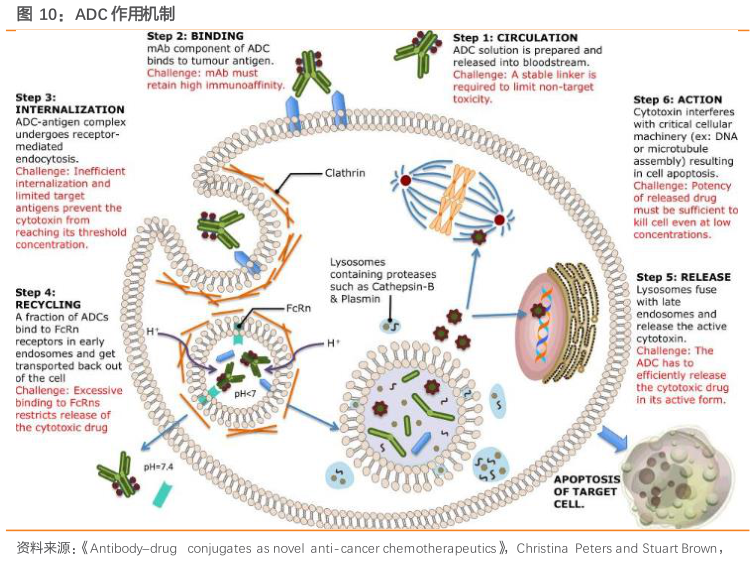 一起讨论下ADC 作用机制