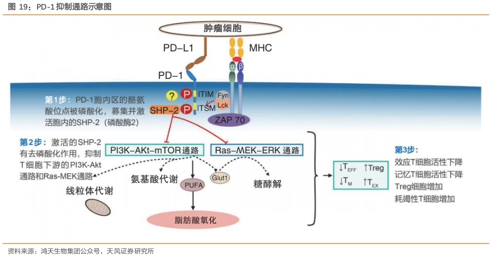 你知道PD-1 抑制通路示意图