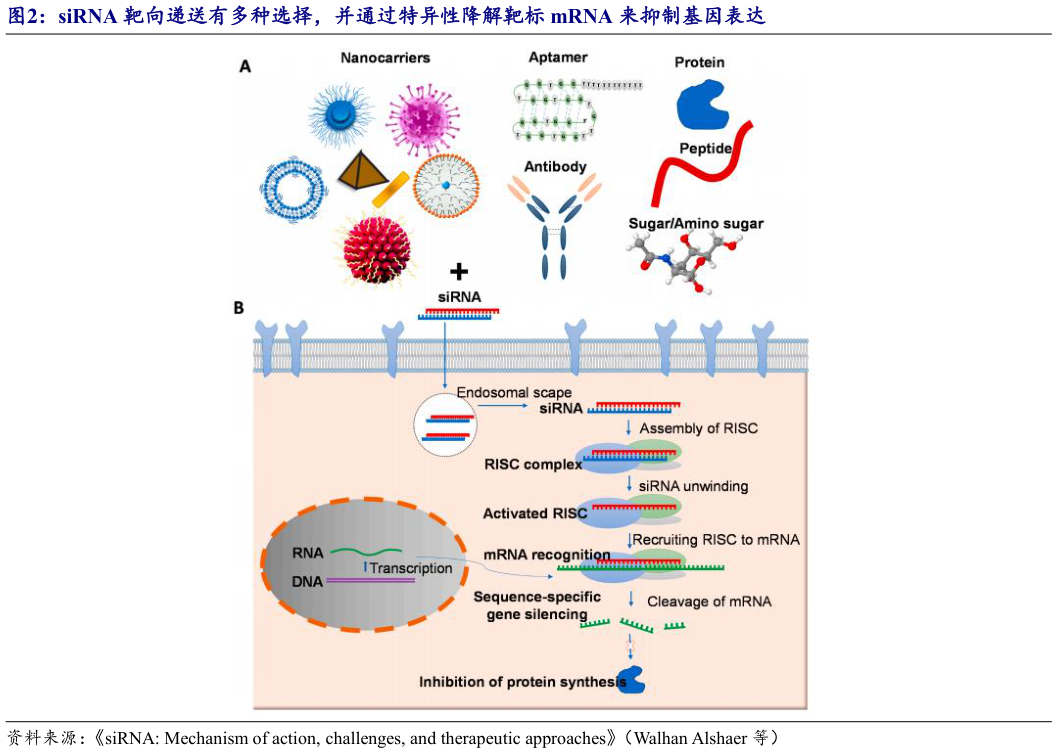 我想了解一下siRNA 靶向递送有多种选择，并通过特异性降解靶标 mRNA 来抑制基因表达