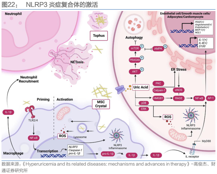 如何解释NLRP3 炎症复合体的激活