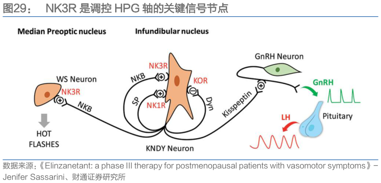 想问下各位网友NK3R 是调控 HPG 轴的关键信号节点