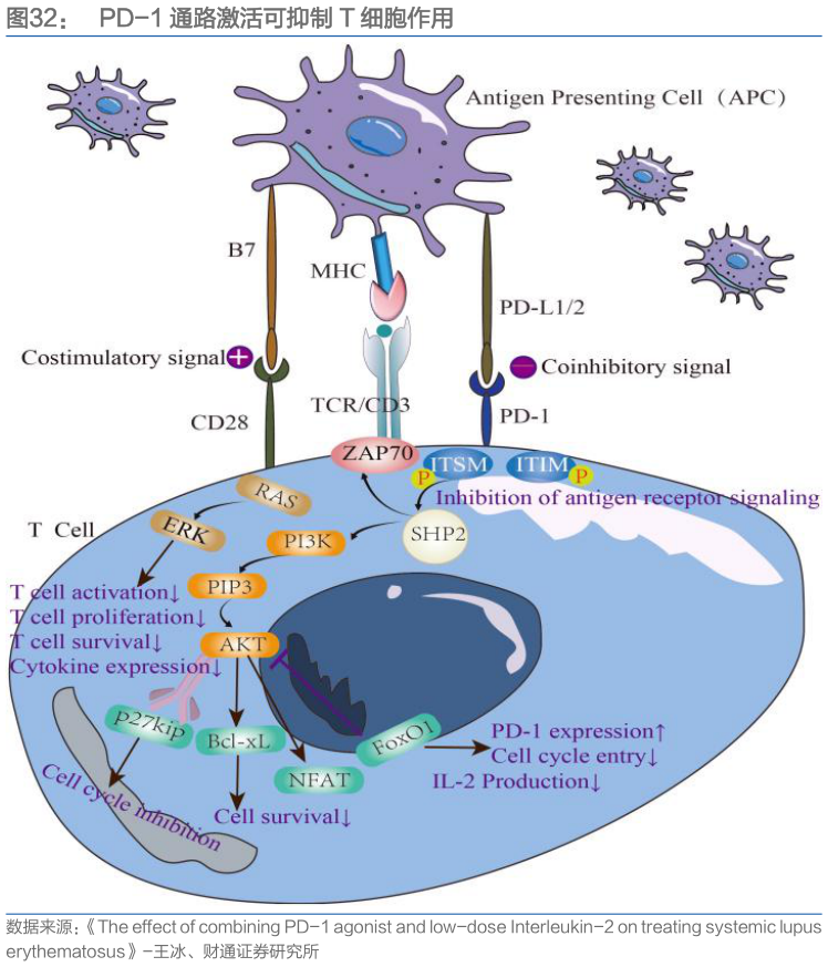 你知道PD-1 通路激活可抑制 T 细胞作用
