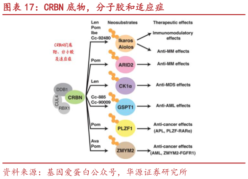 我想了解一下CRBN 底物，分子胶和适应症?
