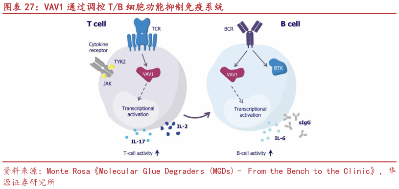 一起讨论下VAV1 通过调控 TB 细胞功能抑制免疫系统?