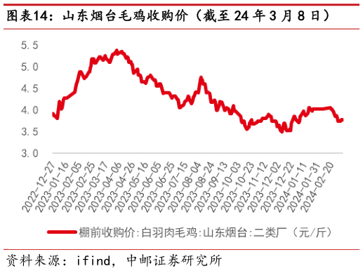 如何了解山东烟台毛鸡收购价(截至 24 年 3 月 8 日)?