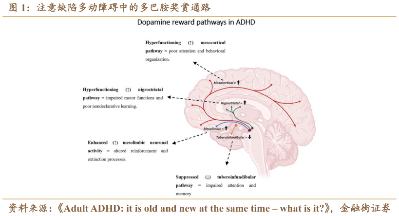 各位网友请教一下注意缺陷多动障碍中的多巴胺奖赏通路?