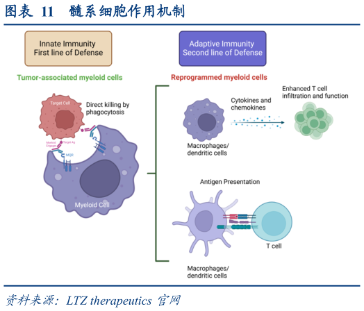 如何解释髓系细胞作用机制