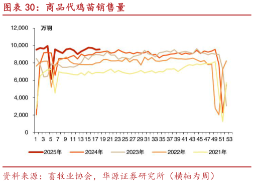 想关注一下商品代鸡苗销售量?