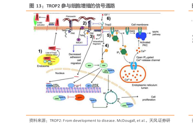 如何才能TROP2 参与细胞增殖的信号通路