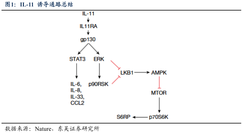咨询大家IL-11  诱导通路总结