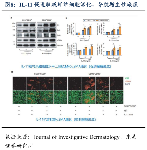 想问下各位网友IL-11 促进肌成纤维细胞活化，导致增生性瘢痕