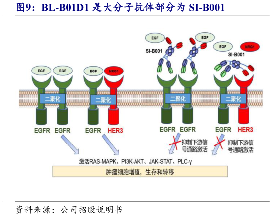 想关注一下BL-B01D1 是大分子抗体部分为 SI-B001