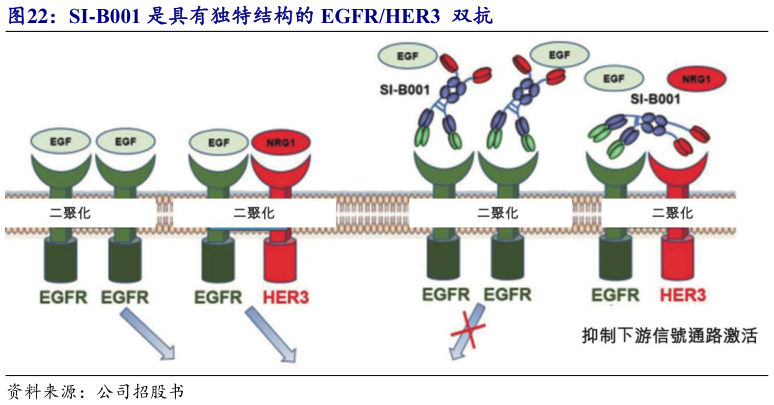 如何解释SI-B001 是具有独特结构的 EGFRHER3  双抗