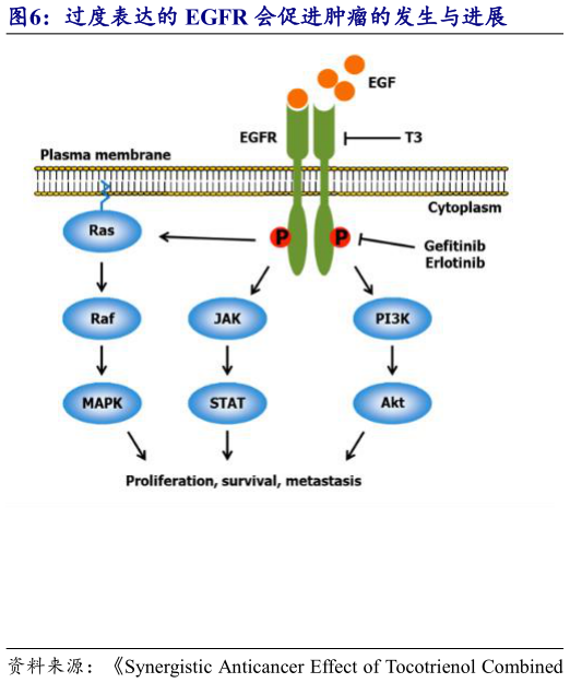 如何解释过度表达的 EGFR 会促进肿瘤的发生与进展