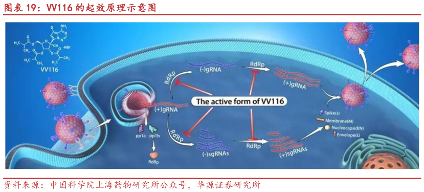 咨询大家VV116 的起效原理示意图