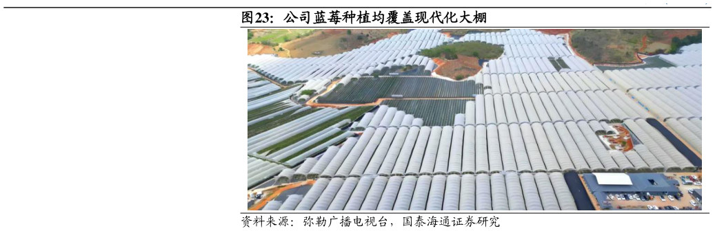 谁能回答公司蓝莓种植均覆盖现代化大棚