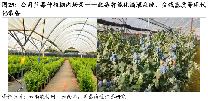 想关注一下公司蓝莓种植棚内场景配备智能化滴灌系统、盆栽基质等现代