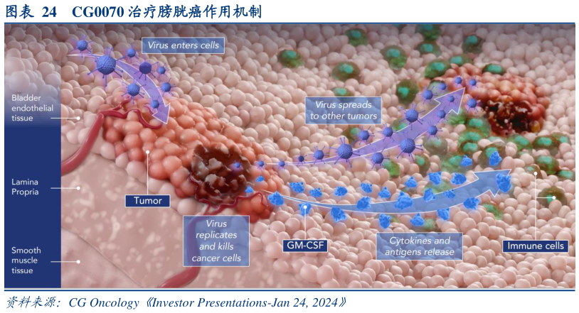 如何才能CG0070 治疗膀胱癌作用机制?