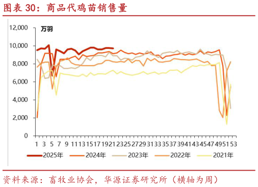 怎样理解商品代鸡苗销售量?