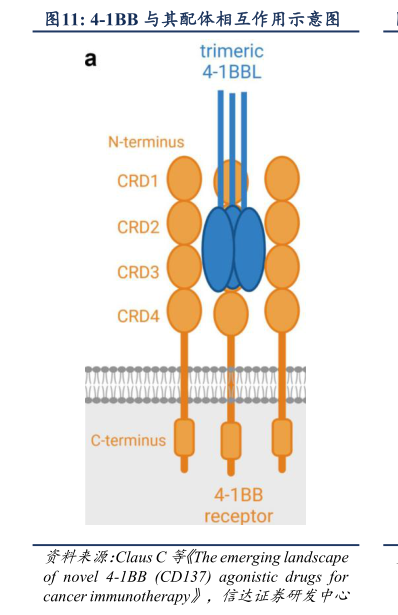 咨询大家4-1BB 与其配体相互作用示意图?
