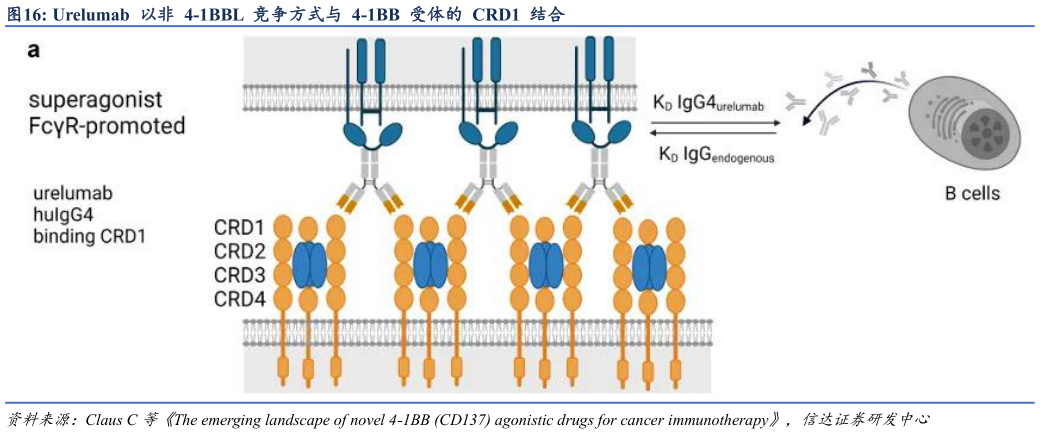 想问下各位网友Urelumab  以非  4-1BBL  竞争方式与  4-1BB  受体的  CRD1  结合?