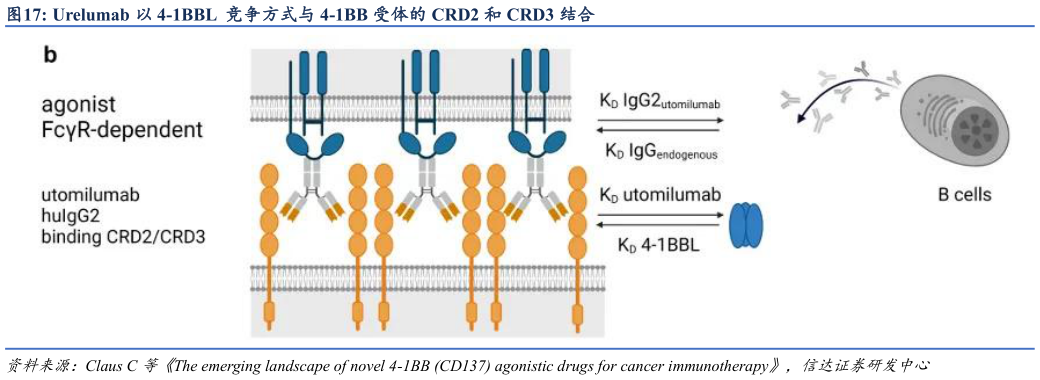 怎样理解Urelumab 以 4-1BBL  竞争方式与 4-1BB 受体的 CRD2 和 CRD3 结合?