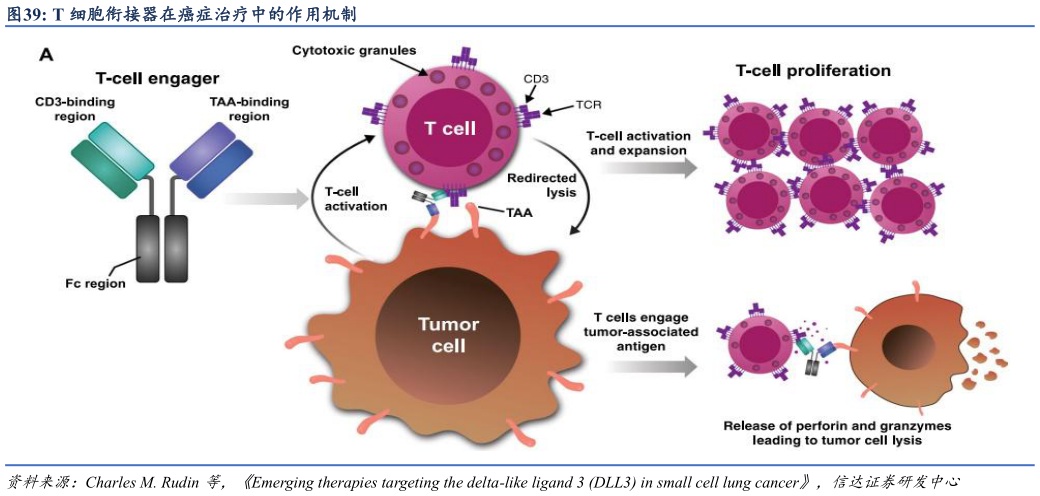如何看待T 细胞衔接器在癌症治疗中的作用机制?