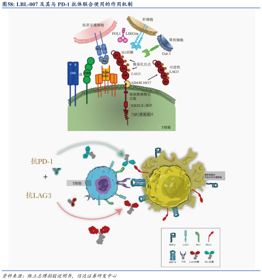 如何解释LBL-007 及其与 PD-1 抗体联合使用的作用机制?