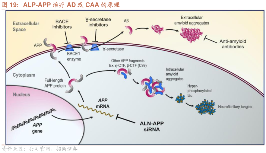 如何才能ALP-APP 治疗 AD 或 CAA 的原理?