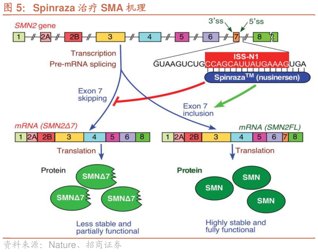 咨询下各位Spinraza 治疗 SMA 机理?
