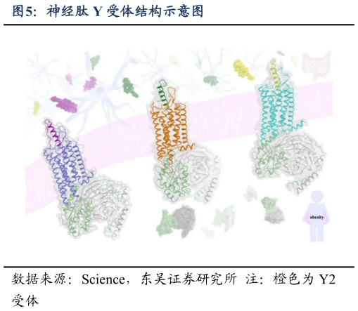 如何看待神经肽 Y 受体结构示意图