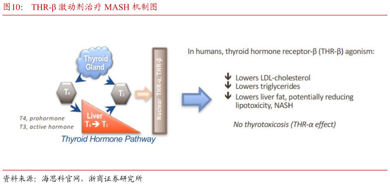 想关注一下THR- 激动剂治疗 MASH 机制图?
