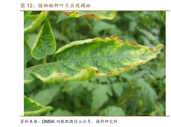 咨询下各位植物缺钾叶片出现褐斑