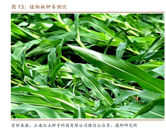 谁能回答植物缺钾易倒伏