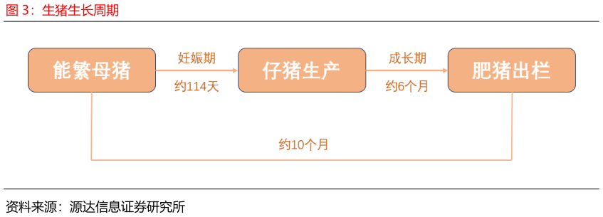 请问一下生猪生长周期?