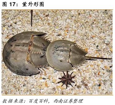 想关注一下鲎外形图?