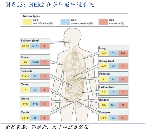 请问一下HER2 在多肿瘤中过表达?