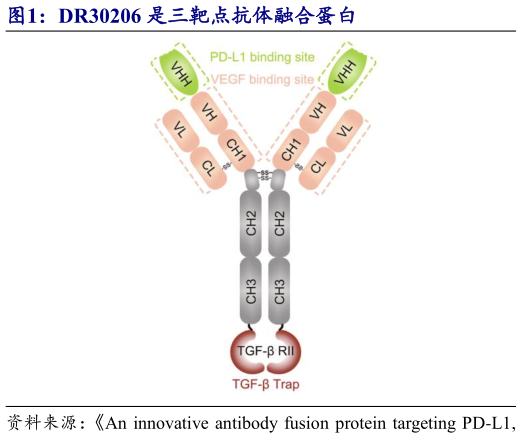 怎样理解DR30206 是三靶点抗体融合蛋白