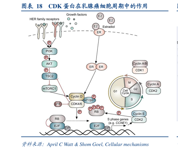 谁知道CDK 蛋白在乳腺癌细胞周期中的作用?