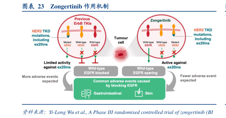 谁能回答Zongertinib 作用机制?