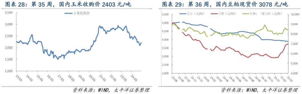 谁知道第 35 周,国内玉米收购价 2403 元吨 第 36 周,国内豆粕现货价 3078 元吨?