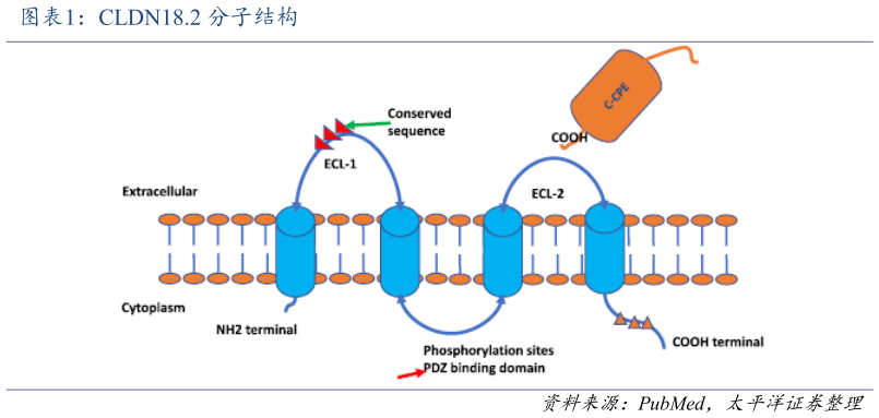 如何才能CLDN18.2 分子结构