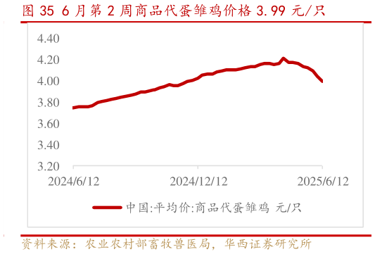 如何看待6 月第 2 周商品代蛋雏鸡价格 3.99 元只