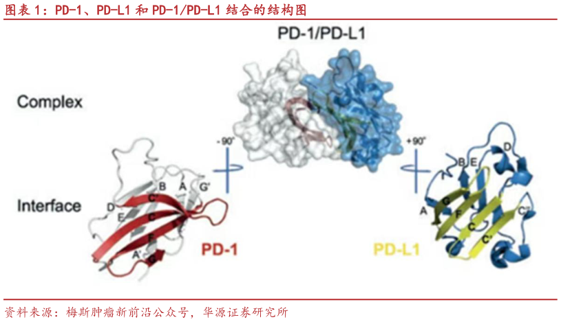 怎样理解PD-1、PD-L1 和 PD-1PD-L1 结合的结构图