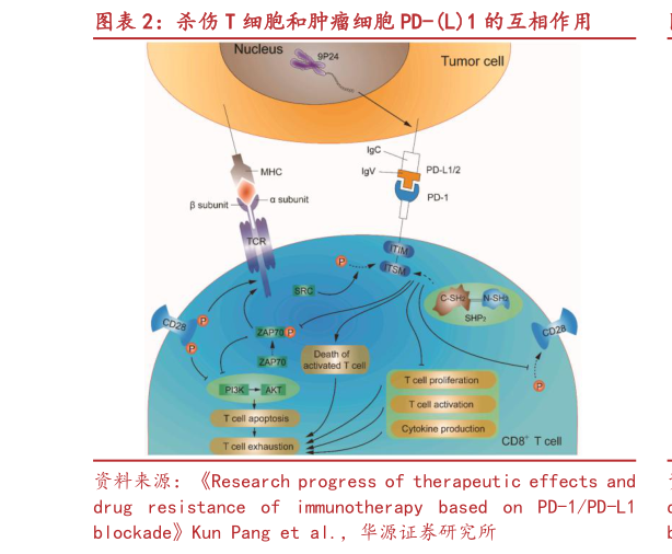 如何了解杀伤 T 细胞和肿瘤细胞 PD-L1 的互相作用?