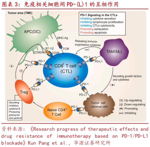 如何了解免疫相关细胞间 PD-L1 的互相作用?