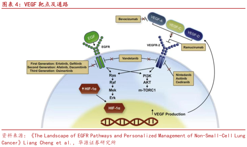 一起讨论下VEGF 靶点及通路?