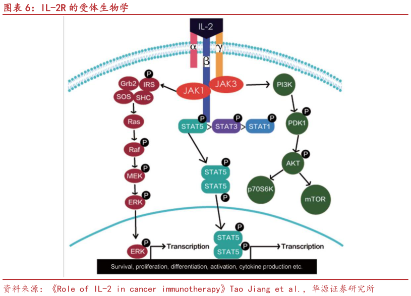 咨询下各位IL-2R 的受体生物学?